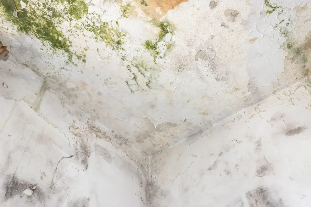 How to Remove Mould from Ceilings