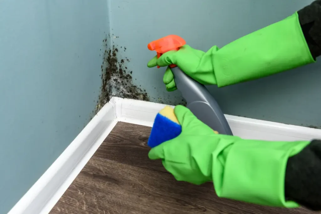 Preparing for Mould Removal