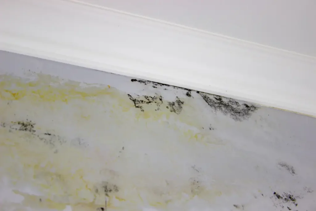 Tips for Prevent Future Mould Growth