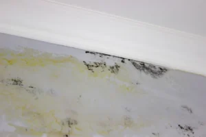 Tips for Prevent Future Mould Growth