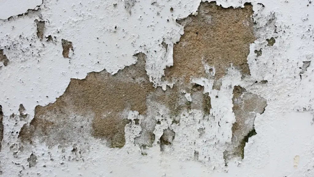 Common Types of Damp Issues