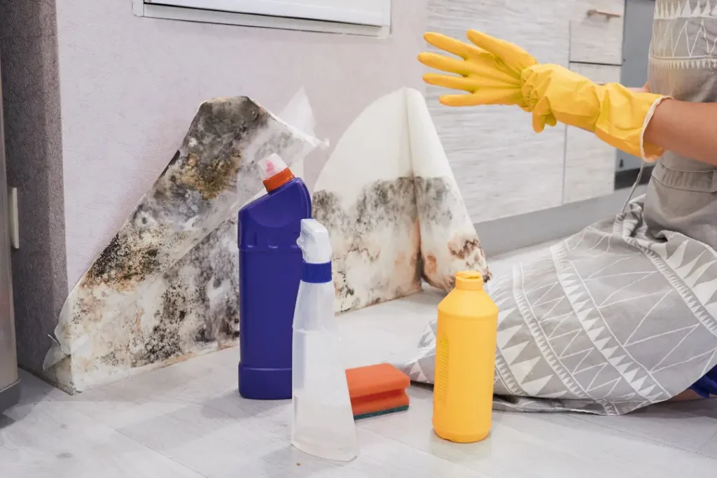 Effective Cleaning Methods for Mould Removal