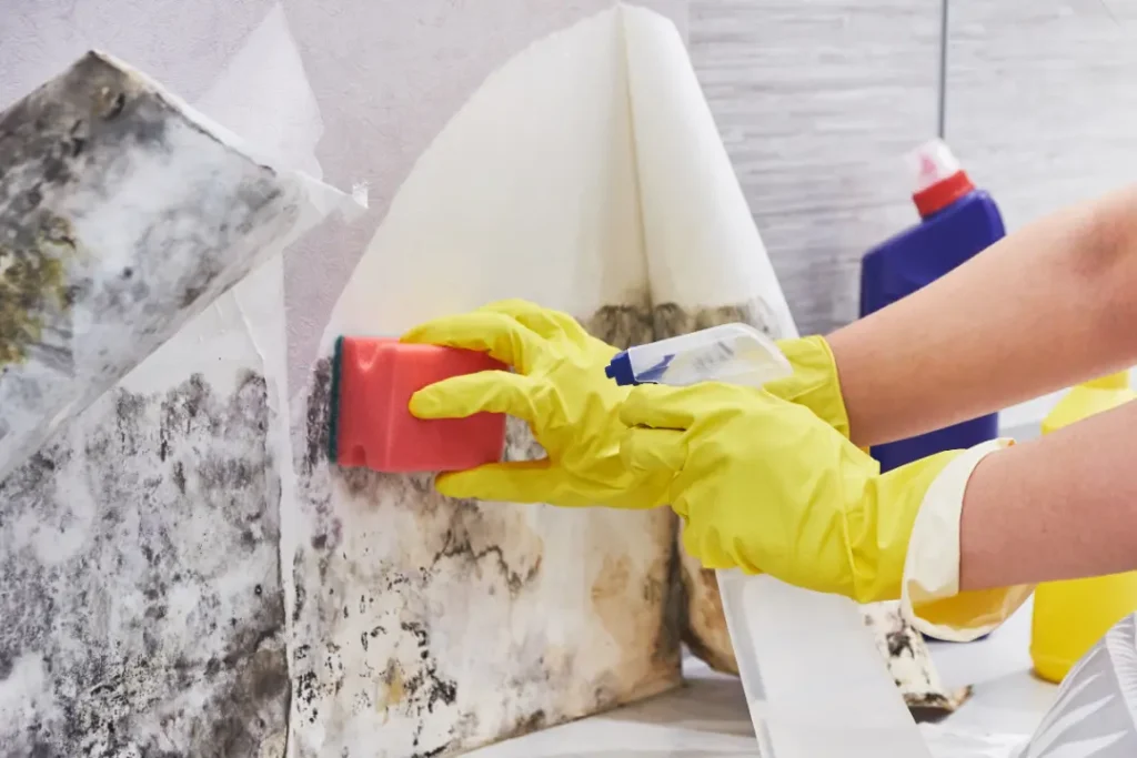 Understanding Bathroom Mould