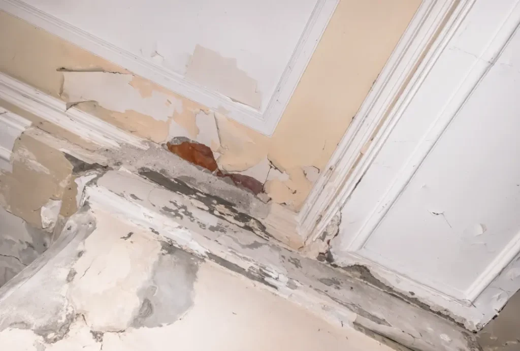 Assess the Damp Issue