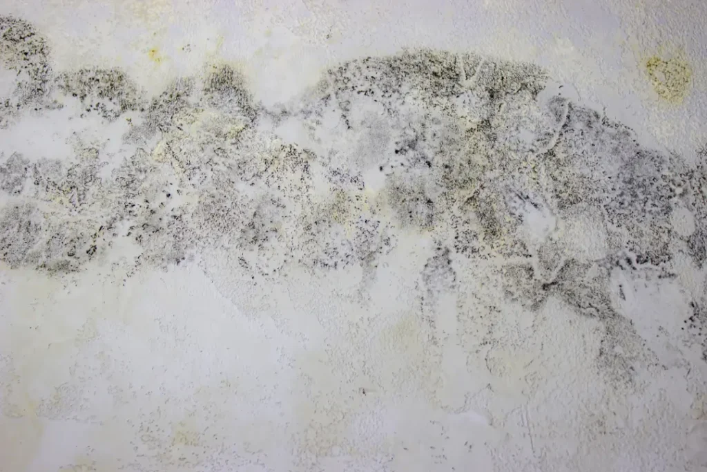 Health Risks Associated with Mold Exposure