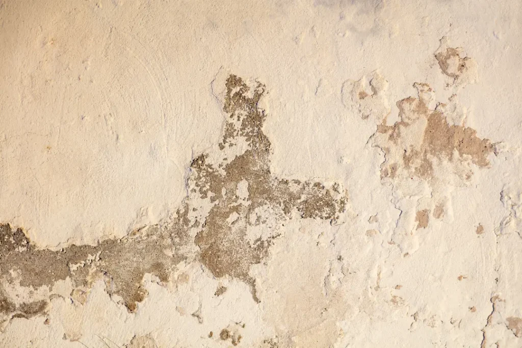 Identifying the Type of Damp in Your Home