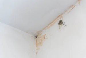 black mold stains in corner of room mildew on whi 2025 03 09 21 55 05 utc