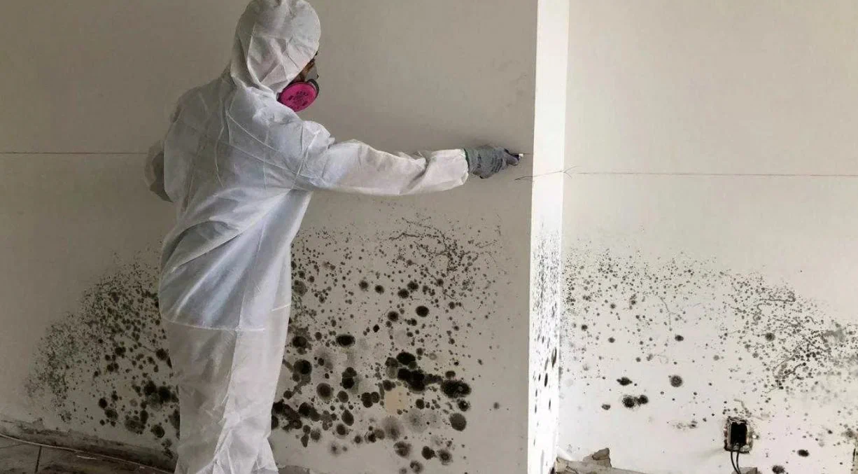 Mold Removal and Mold Remediation